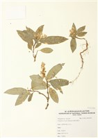 藏品(巨葉花遠志)的圖片